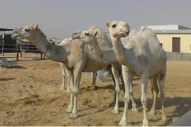 Camel MERS-CoV is mainly found in the mouth and saliva of the dromedary camels, as well as in their feces.  Thus, tourists who go to the Middle East and Northeast Africa should be reminded to avoid camel contact and of maintaining good personal hygiene when coming in contact with camels.  
